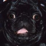 MsReed's avatar