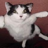 AggroCats's avatar