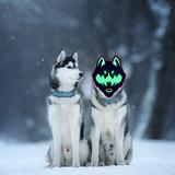 HuskyCards17's avatar