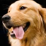 Bruno 's avatar