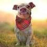 Lazy_dog's avatar