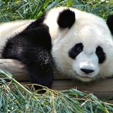 RunLikePanda 's avatar