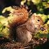 TheSquirrel's avatar