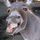 DonkeyXote's avatar